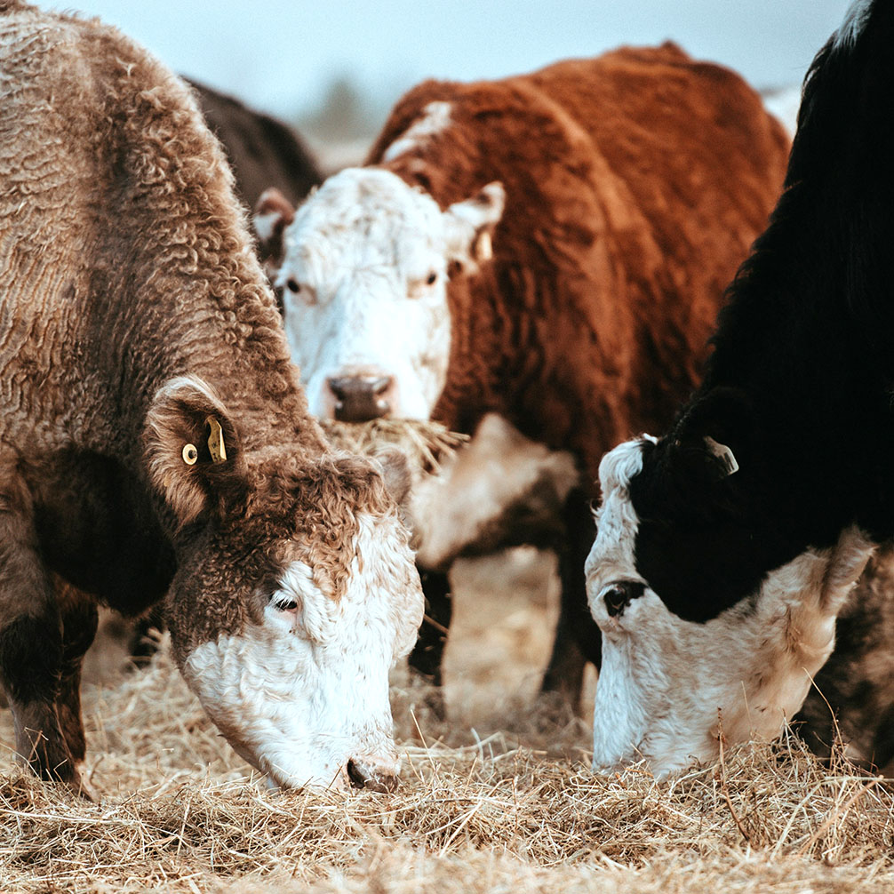 Farm Manure Management