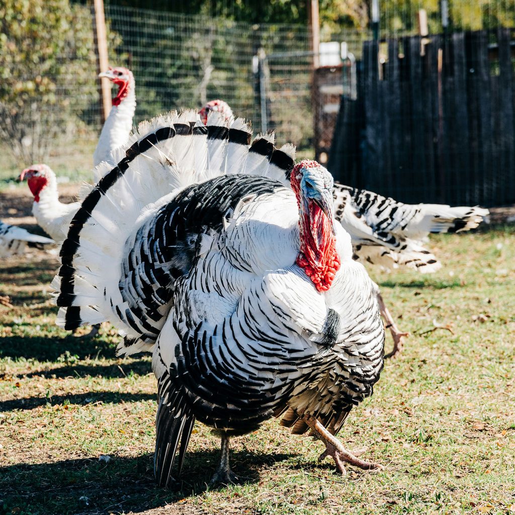 Composting Poultry Carcasses