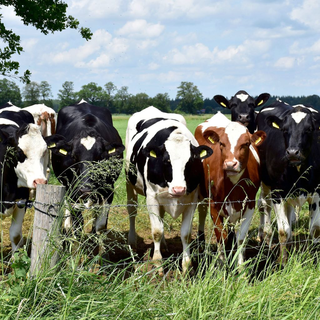 Manure Management