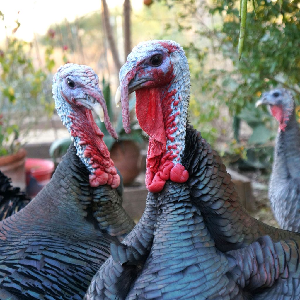 Composting Turkey Litter